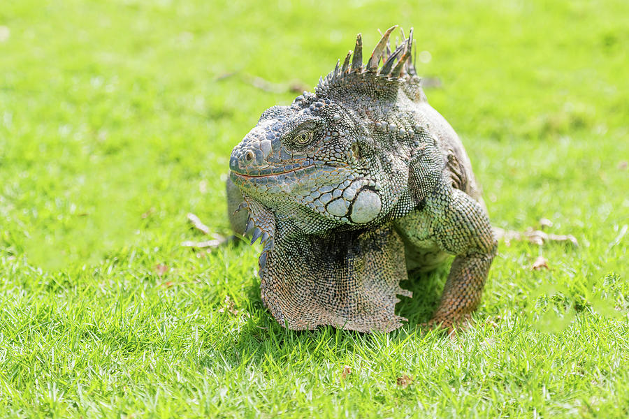 Iguanas at the Iguana park in downtown of Guayaquil, Ecuador. #5 Photograph by Marek Poplawski