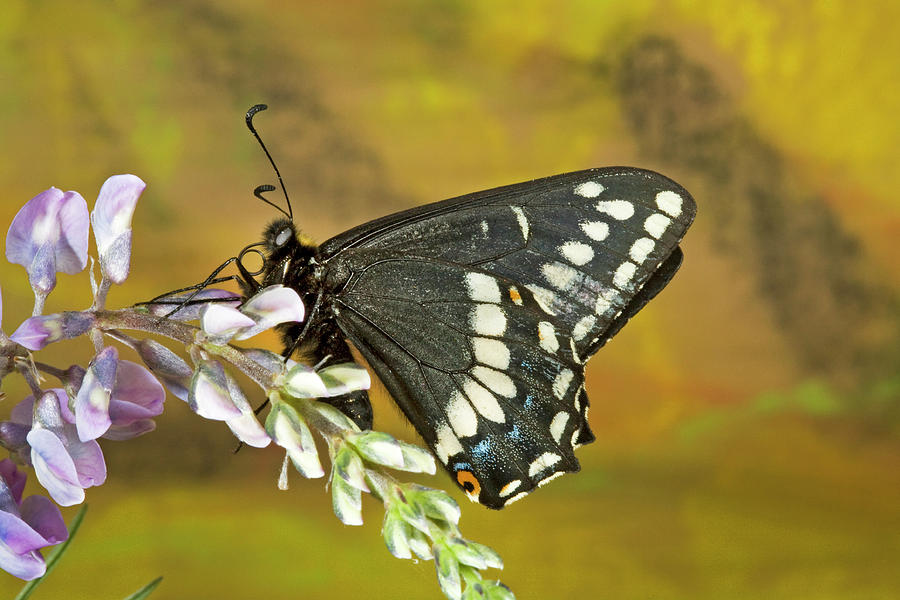 Indra Swallowtail #5 Photograph by Buddy Mays
