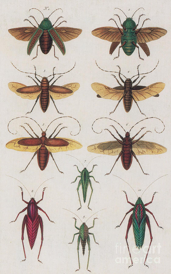 Insects, Sebas Thesaurus, 1734 #5 Photograph by Science Source