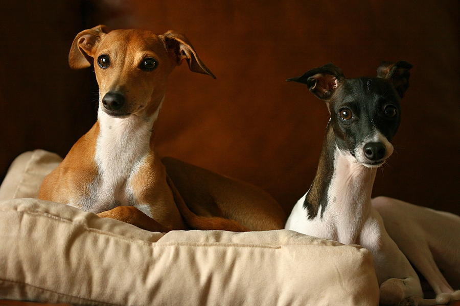 Animal Photograph - Italian Greyhounds #3 by Angela Rath
