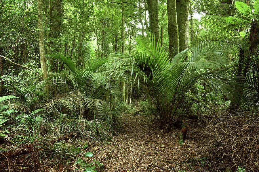 Jungle greenery 1 Photograph by Les Cunliffe