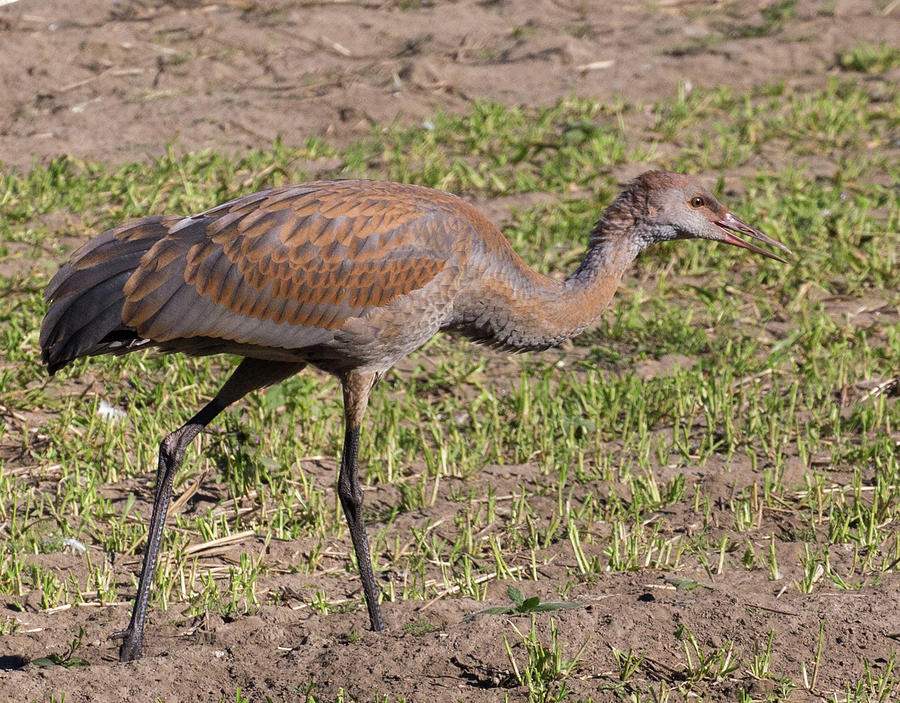 Juvenile Sandhill Crane Photograph by Dee Carpenter - Pixels