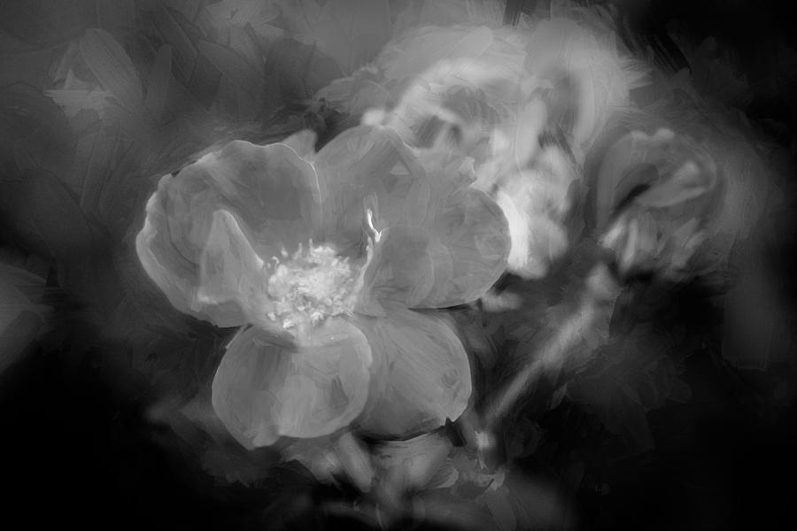 Rose Photograph - Knockout Roses Painted BW #5 by Rich Franco