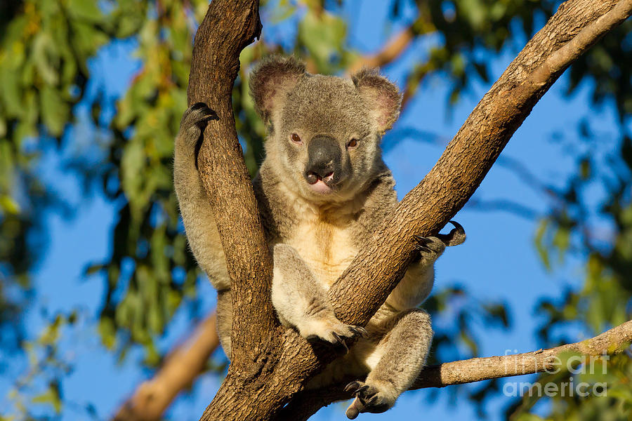 Koala Photograph - Koala #5 by B.G. Thomson
