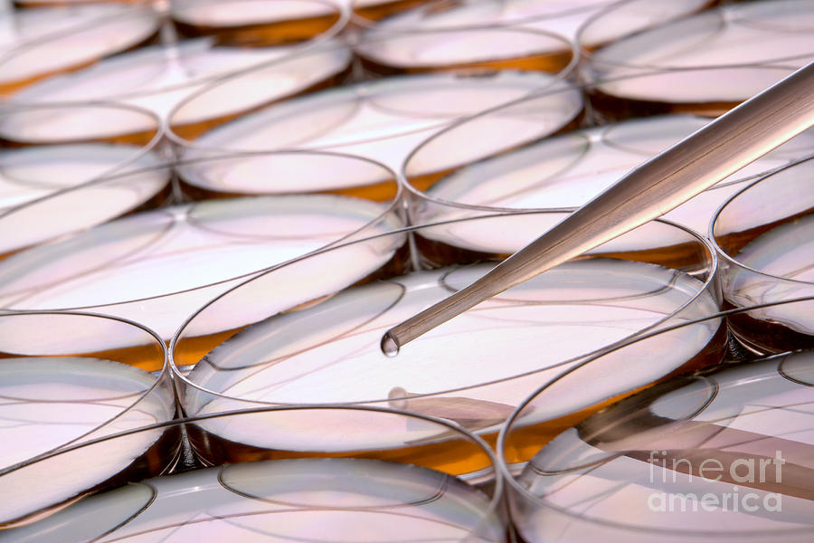 Assay Photograph - Laboratory Petri Dishes in Science Research Lab #5 by Olivier Le Queinec