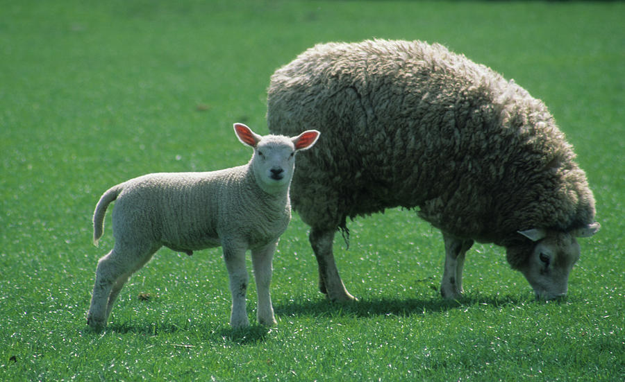 Spring Photograph - Lamb Chop with Mother #5 by Carl Purcell