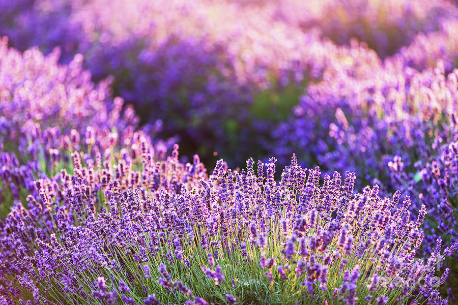 Lavender flower field at sunset. #5 Photograph by Michal Bednarek