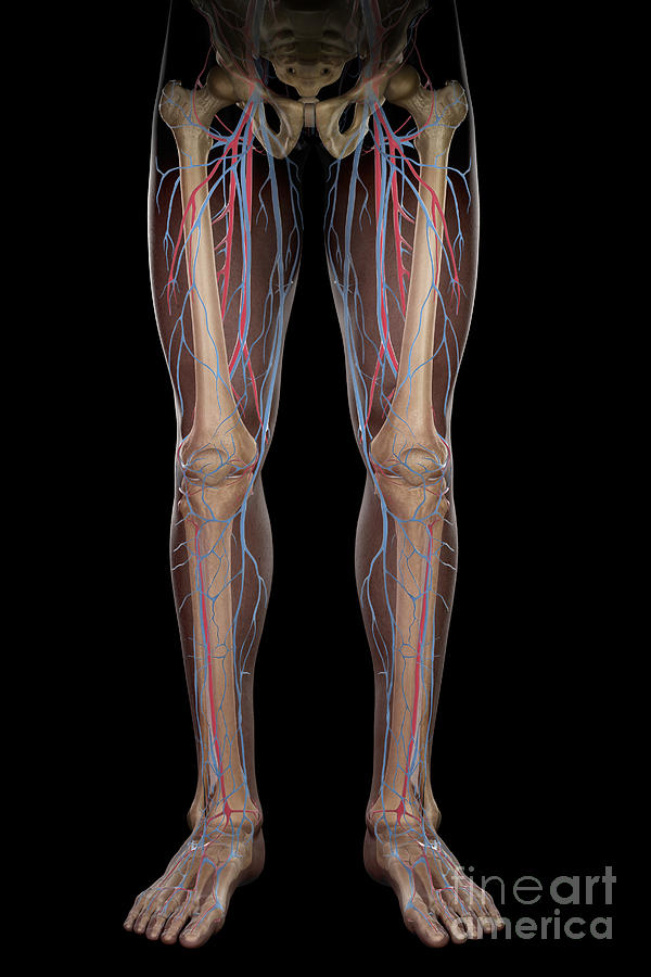 Leg Blood Supply #5 Photograph by Science Picture Co