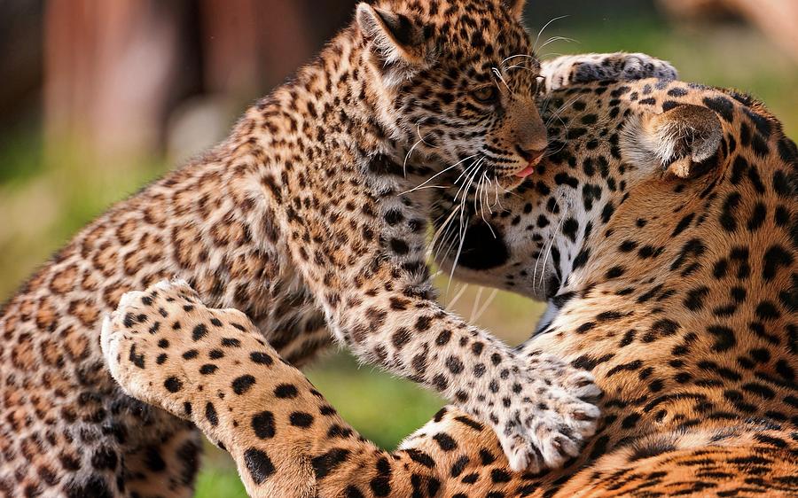 Wildlife Photograph - Leopard #5 by Jackie Russo