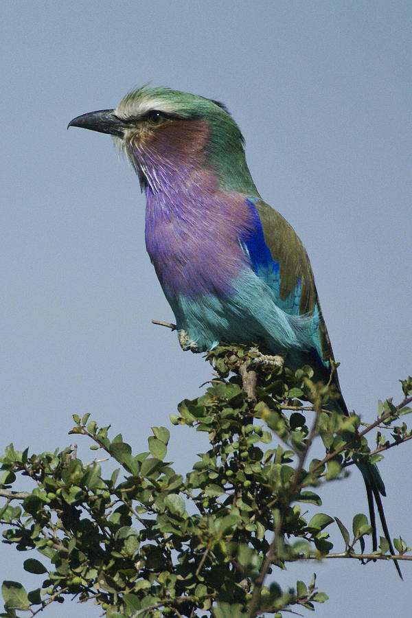 Lilac-Breasted Roller #5 Photograph by Michele Burgess