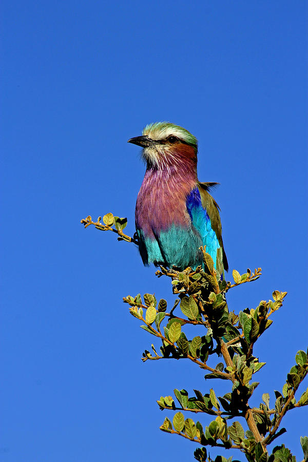 Nature Photograph - Lilac Breasted Roller #5 by Tony Murtagh