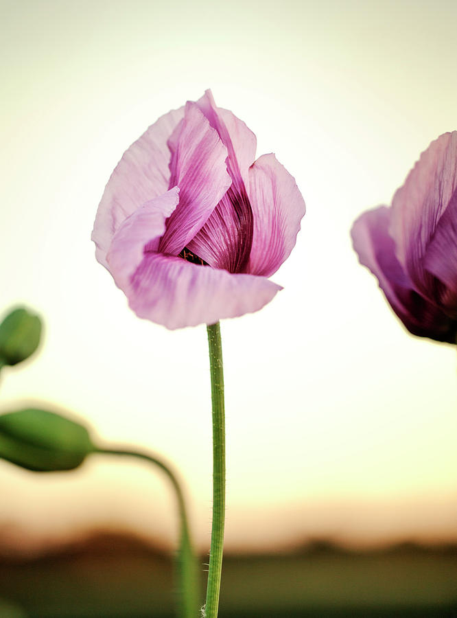 Poppy Photograph - Lilac Poppy Flowers #5 by Nailia Schwarz
