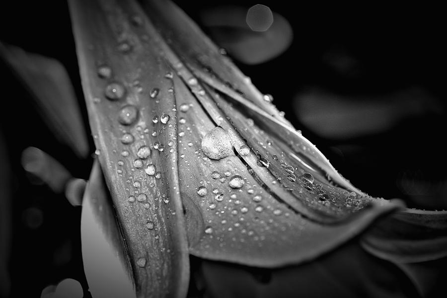 Lily Photograph By Paul Gavin - Fine Art America