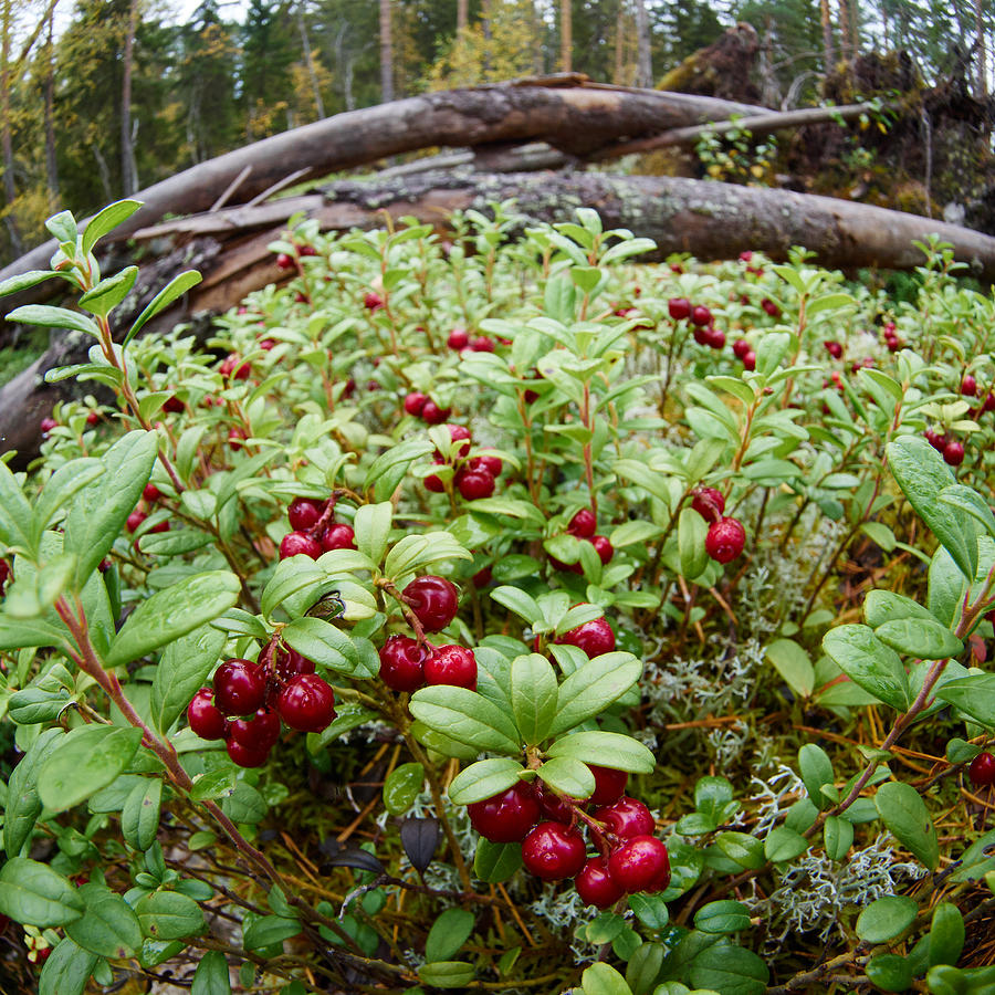 Lingonberry #5 Photograph by Jouko Lehto