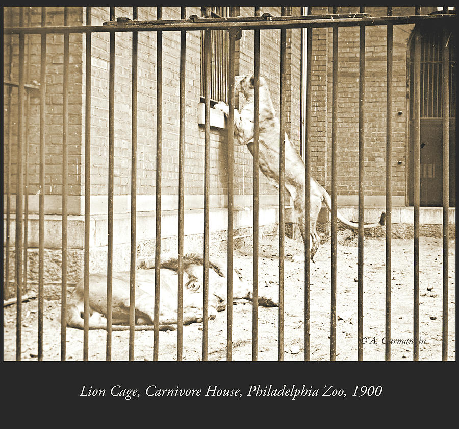Lion Cage, Carnivore House, Philadelphia Zoo, c. 1900 #7 Photograph by A Macarthur Gurmankin