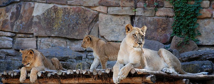 Lioness and Cubs #5 Photograph by Kenny Glover