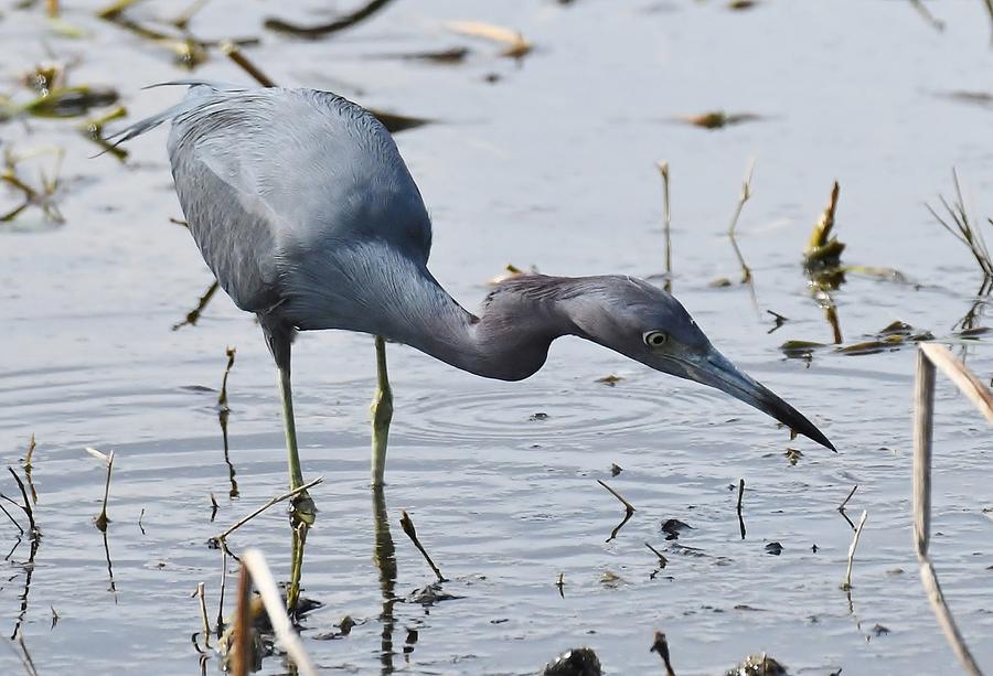 Little Blue Heron #5 Photograph by David Campione
