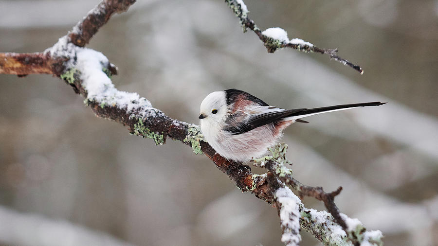 Long-tailed Tit Photograph