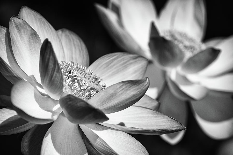 Lotus Black and White Art Series #5 Photograph by Jeff Abrahamson
