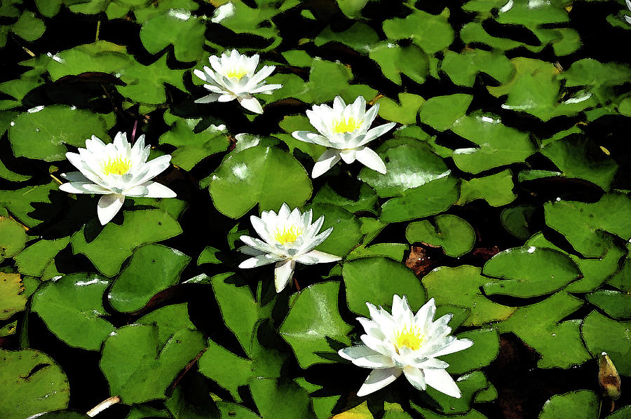 5 Lotus Flowers Photograph by Jon Lee - Fine Art America