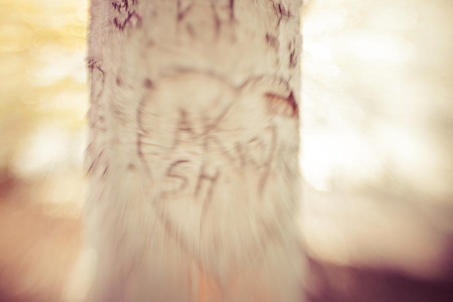 Love Tree #5 Photograph by Erin Cadigan