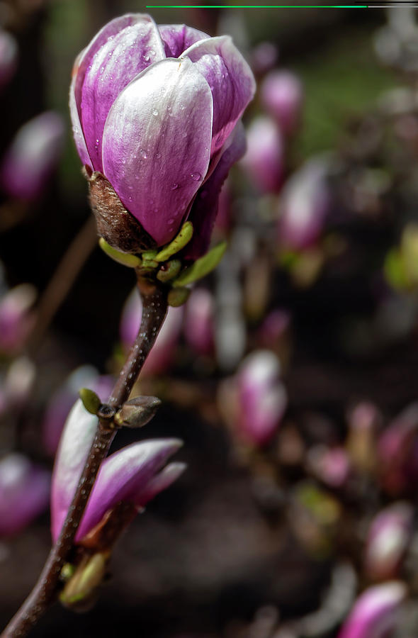 Magnolia and Raindrops #5 Photograph by Robert Ullmann