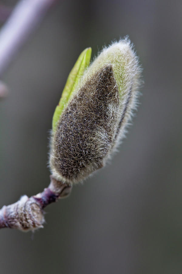 Magnolia Bud #5 Photograph by Robert Ullmann
