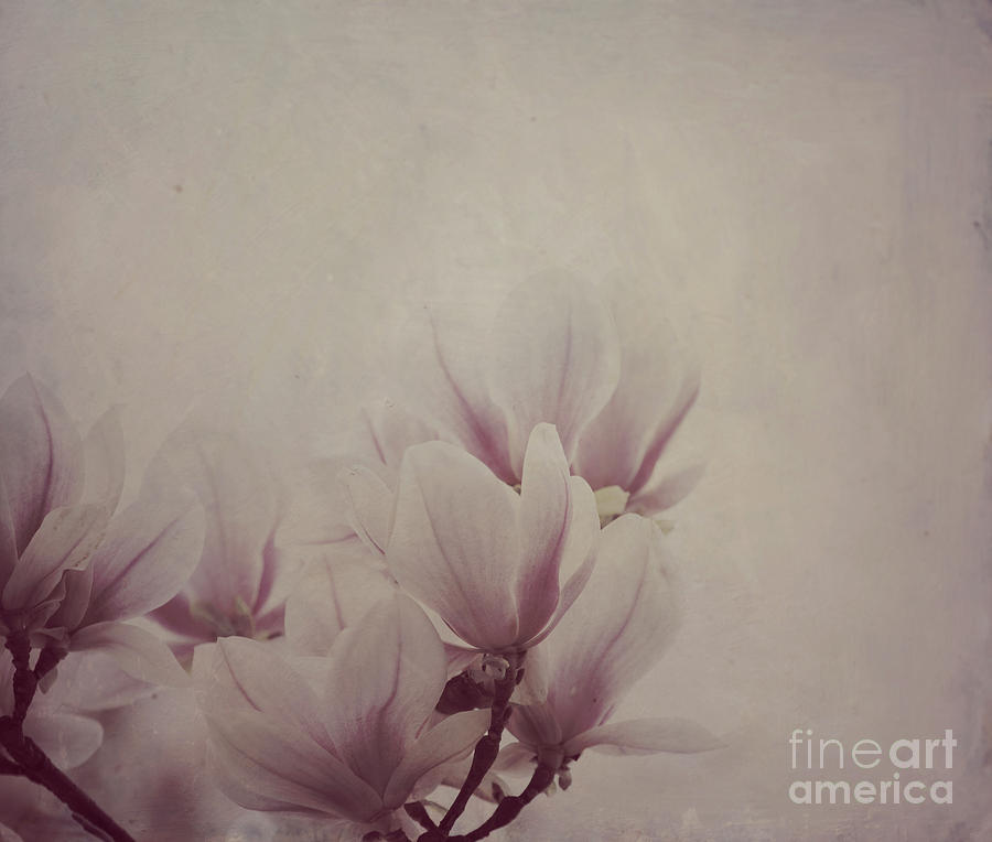 Magnolia tree on vintage background Photograph by Jelena Jovanovic