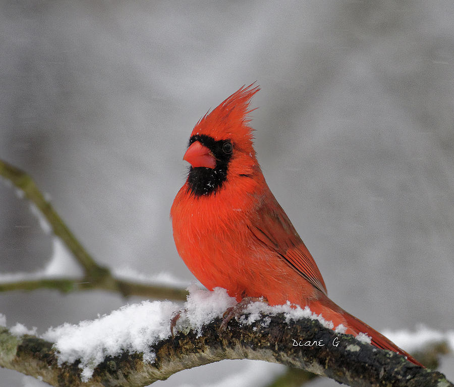 Male Cardinal #5 Photograph by Diane Giurco