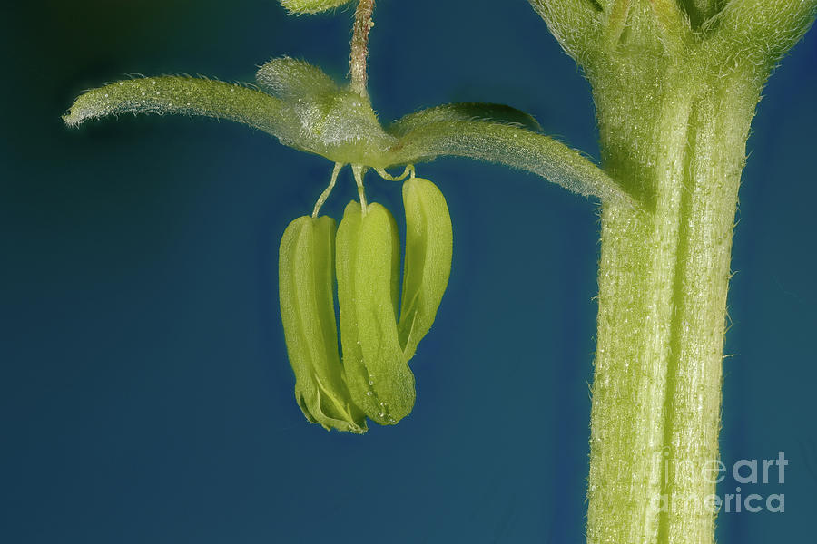 Male Flower of Cannabis Plant #5 Photograph by Ted Kinsman