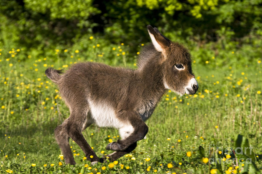 Donkey Photograph - Miniature Donkey Foal #5 by Jean-Louis Klein & Marie-Luce Hubert