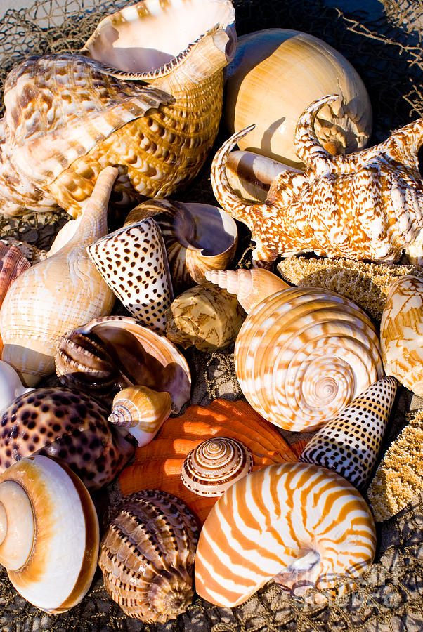 Nature Photograph - Mix Group of Seashells #5 by Anthony Totah