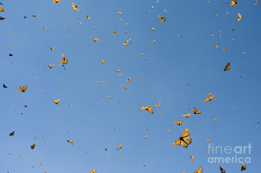 Monarch Butterflies, Mexico #5 Photograph by Howie Garber