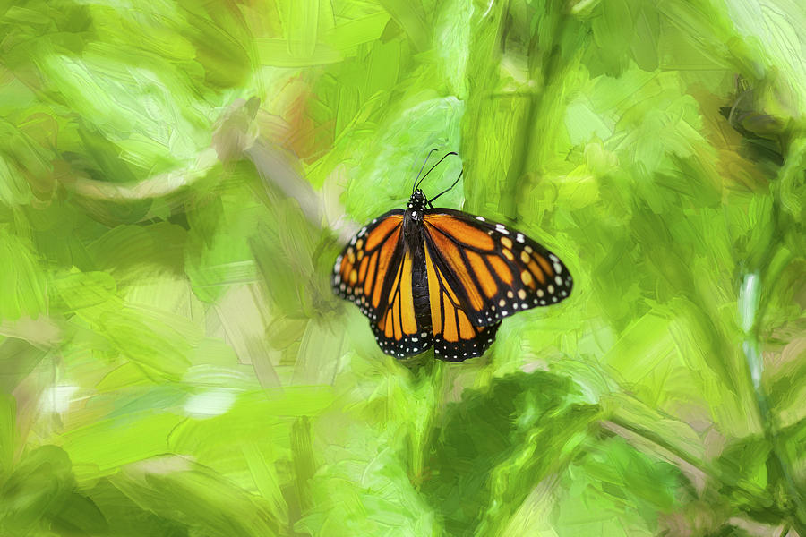 Monarch Butterflies #5 Photograph by Rich Franco