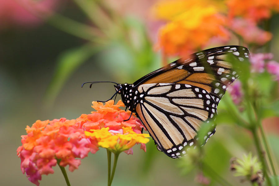 Monarch Butterfly #5 Photograph by Jill Lang