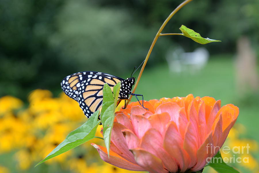Summer Photograph - Monarch Butterfly #5 by Lila Fisher-Wenzel