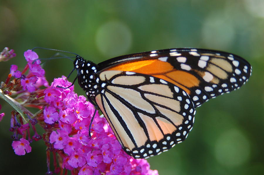 Nature Photograph - Monarch Butterfly #5 by Paul Gavin