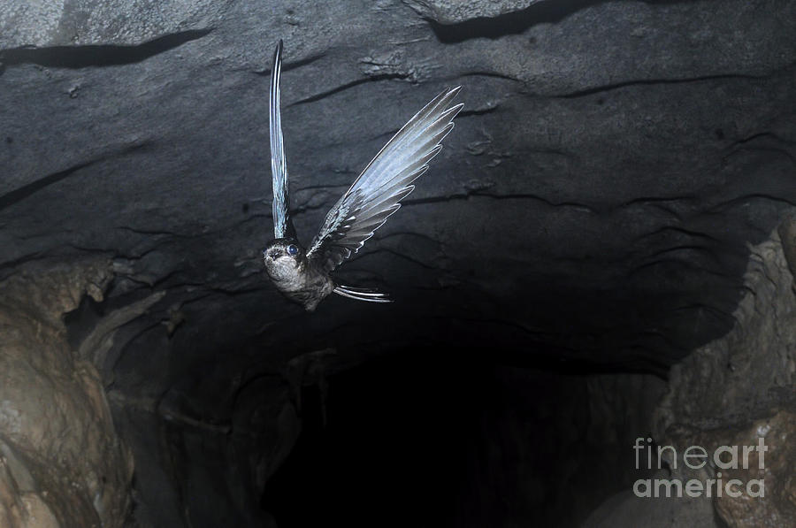 Mossy Swiftlet In Racer Cave #5 Photograph by Fletcher & Baylis