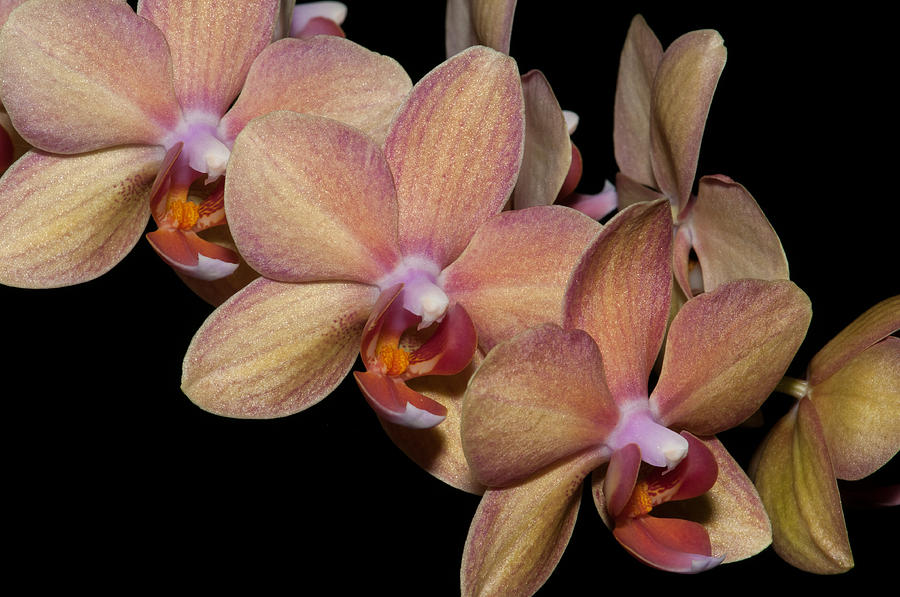 Moth Orchids  #5 Digital Art by Carol Ailles