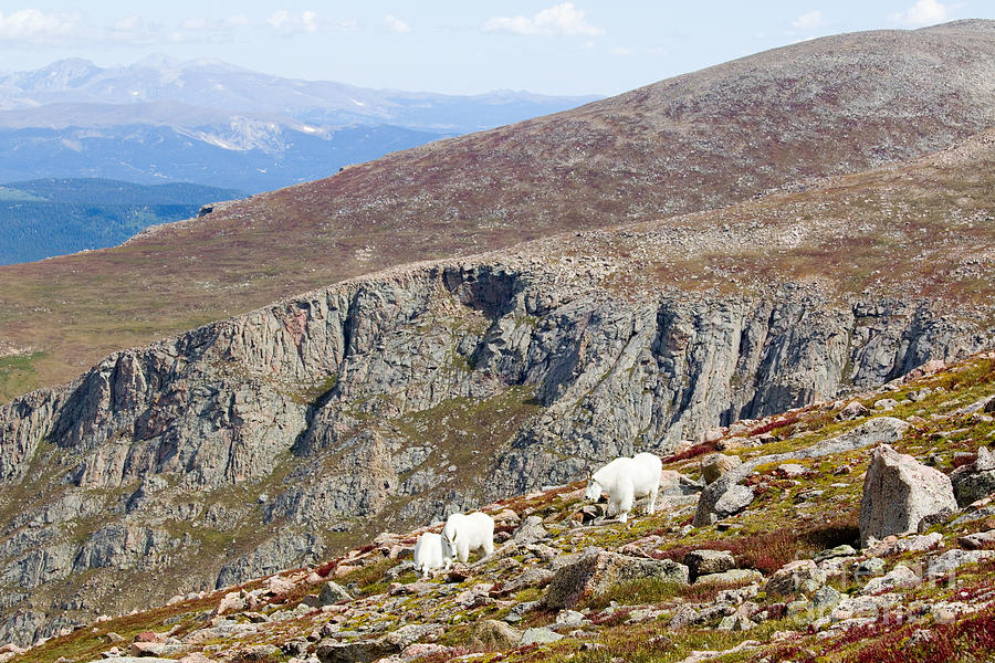 Mountain Goats On Mount Bierstadt In The Arapahoe National Fores Photograph