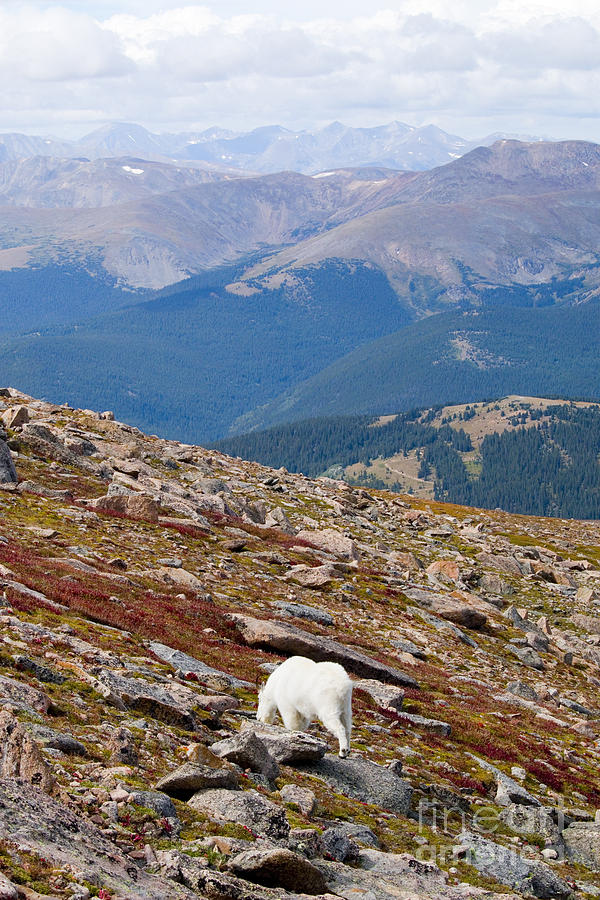 Mountain Goats on Mount Bierstadt in the Arapahoe National Forest #5 Photograph by Steven Krull