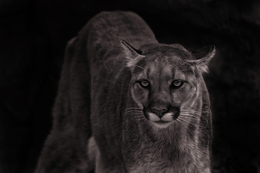 Mountain Lion  #5 Photograph by Brian Cross