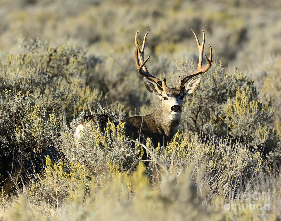 Mule Deer Buck Photograph by Dennis Hammer - Fine Art America