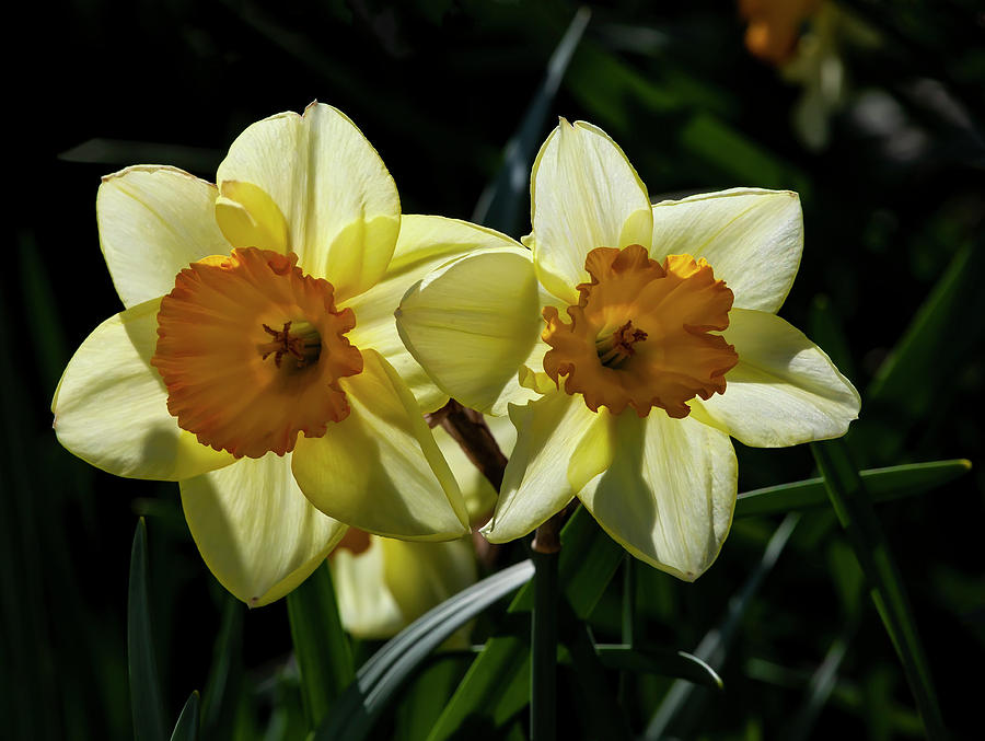 Narcissus #5 Photograph by Robert Ullmann