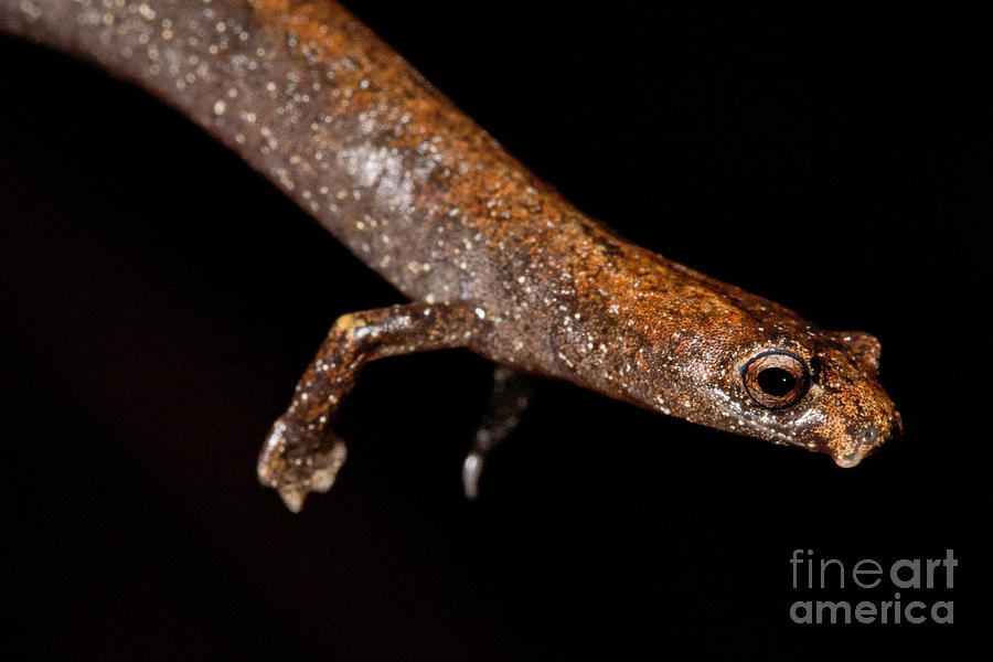 Nauta Palm Foot Salamander #5 Photograph by Dant Fenolio