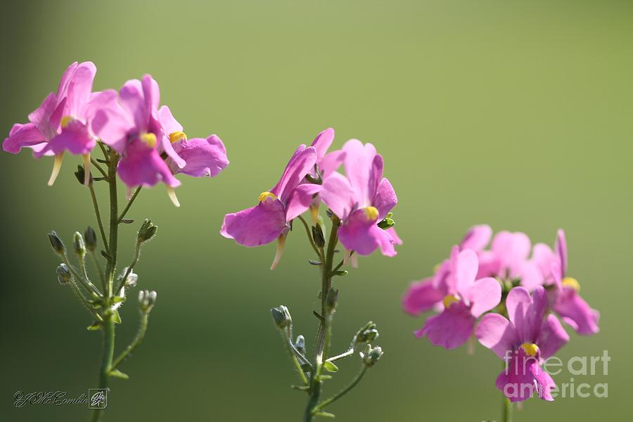 Nemesia named Compact Pink Innocence #5 Photograph by J McCombie