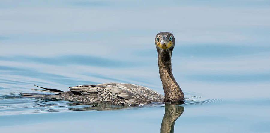 Neotropic Cormorant #7 Photograph by Tam Ryan