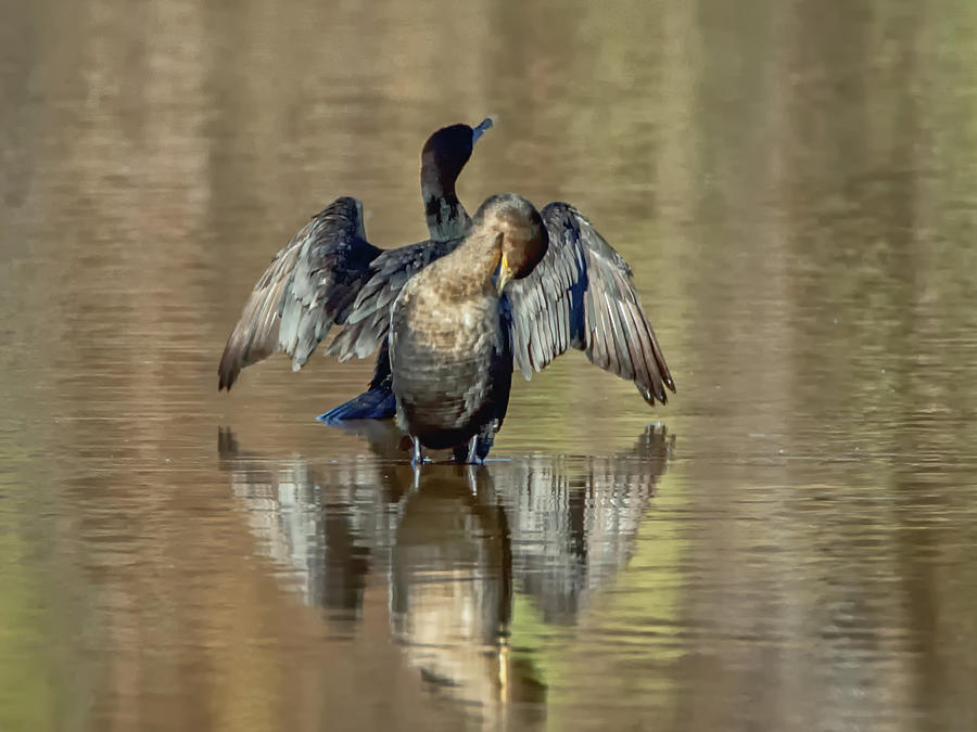 Neotropic Cormorants #5 Photograph by Tam Ryan
