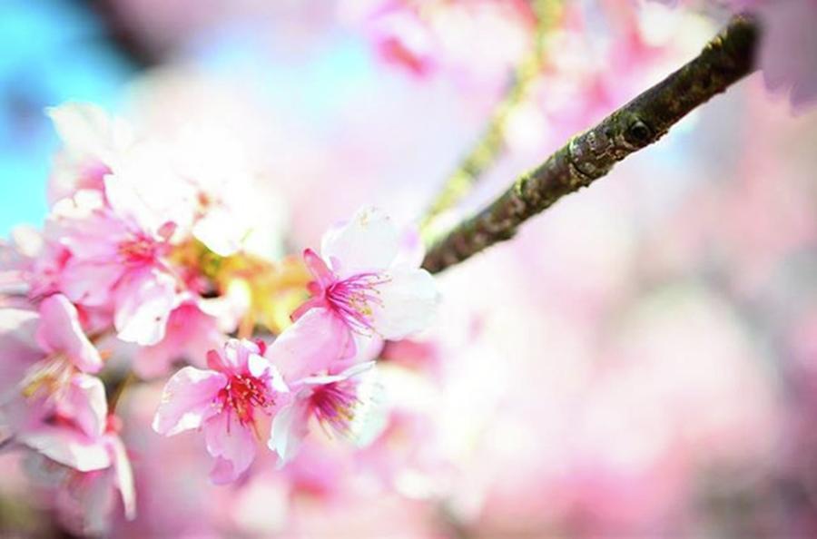 Flower Photograph - 春だ。

#photo #raw #iro #5 by Hiroki Maeshima