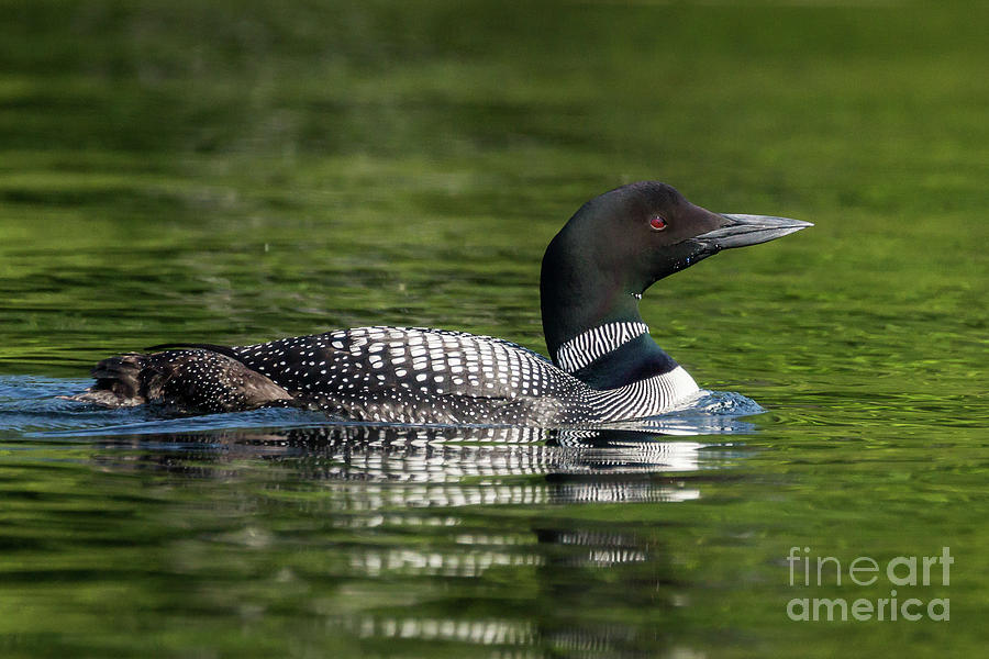 Northern Loon #7 Photograph by Craig Shaknis